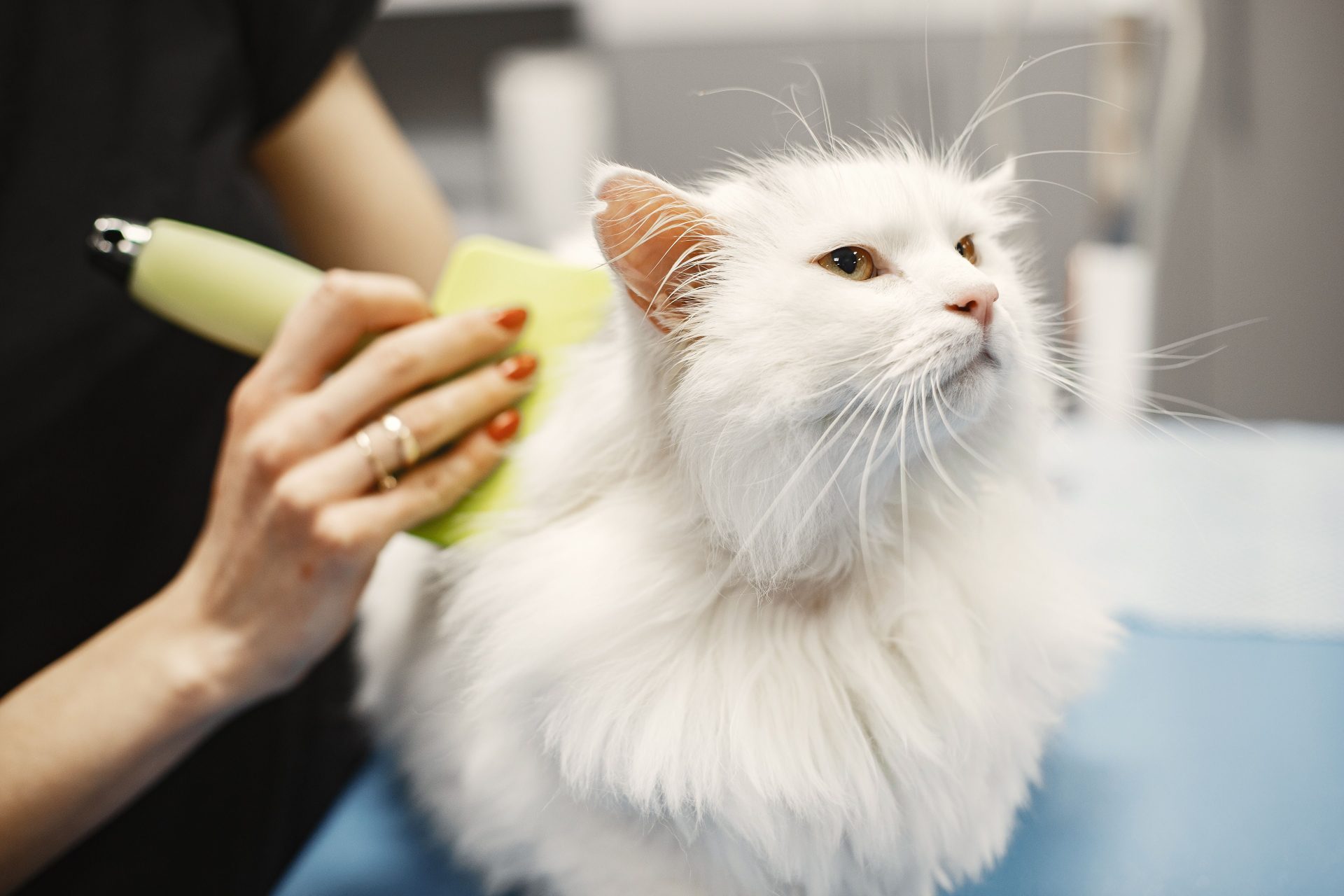 Nahaufnahme einer weißen Türkisch-Angora-Katze, die in einem Tiersalon professionell gepflegt wird.