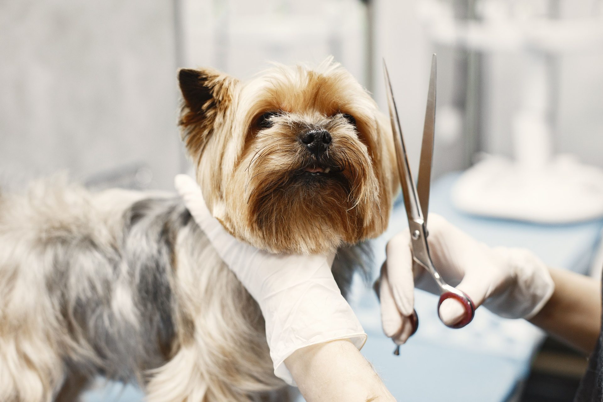 Ein professioneller Hundefriseur schneidet das Fell eines Yorkshire Terriers mit einer Schere.