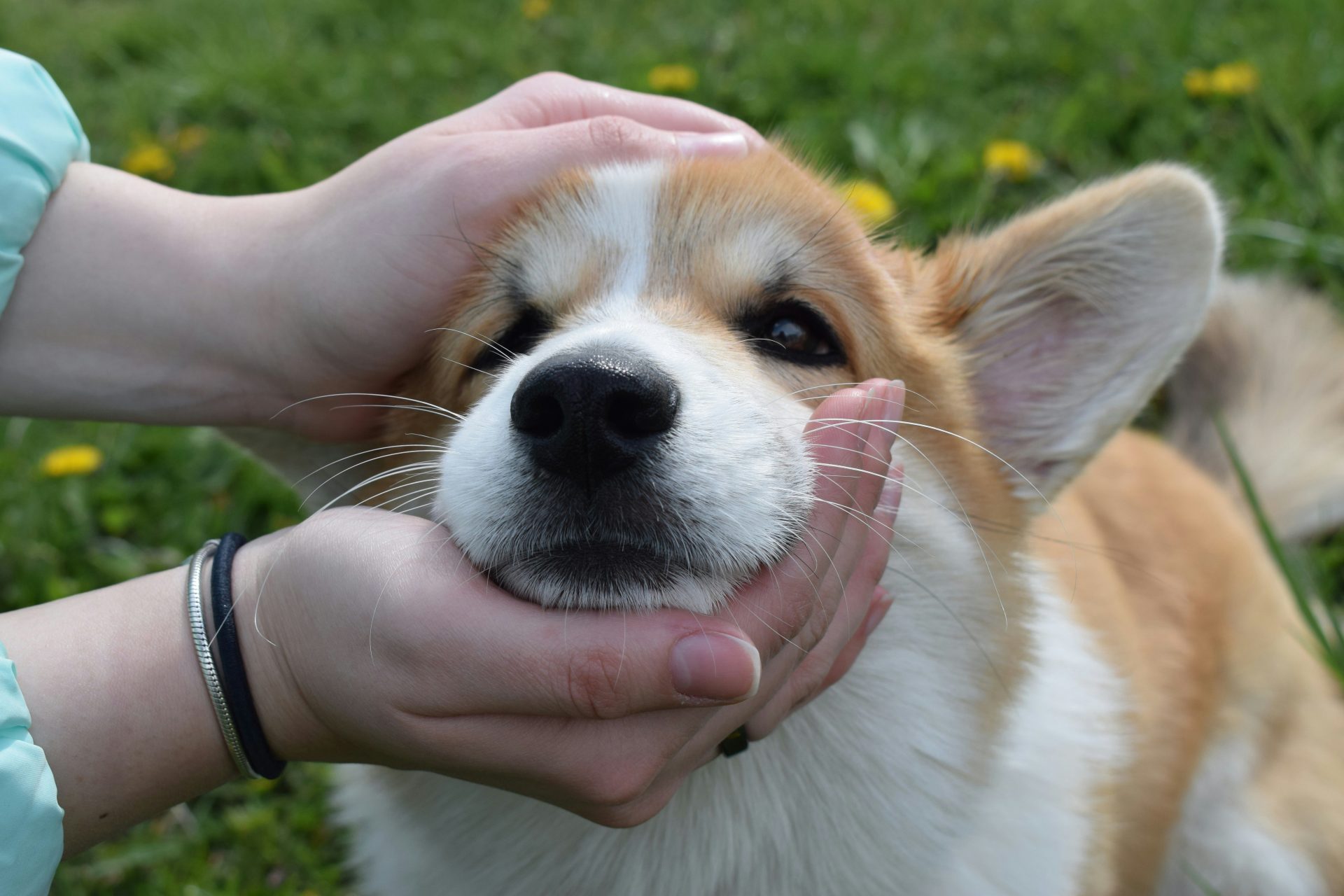 Person, die einen weiß-braunen Kurzhaarhund hält