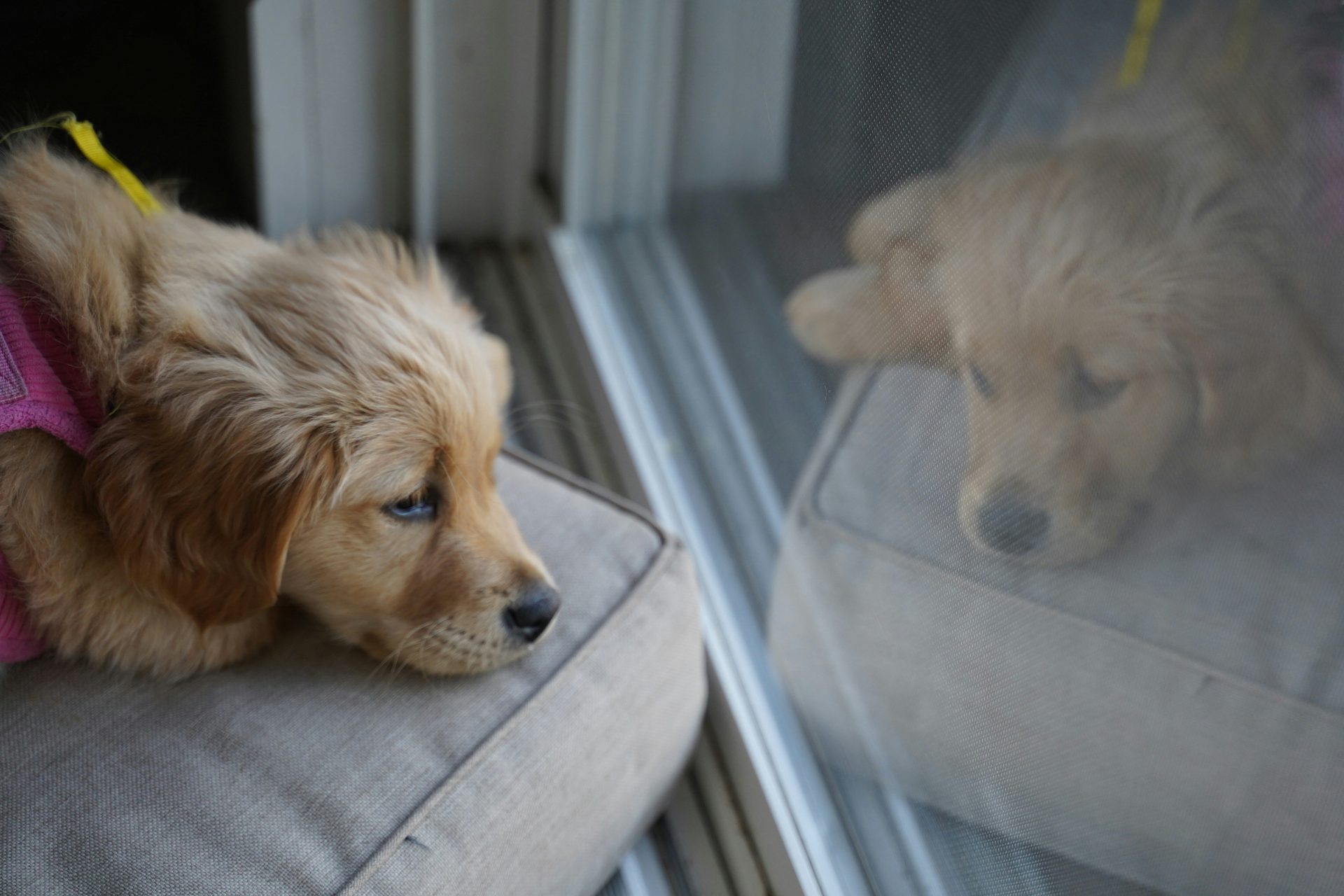 ein Hund, der liegt und in die Kamera schaut