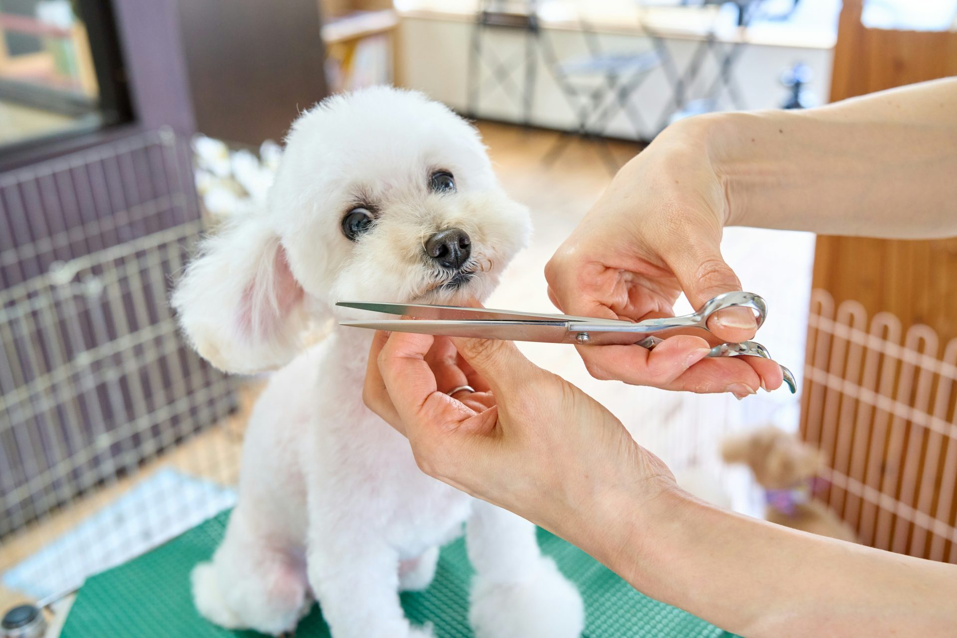 Ein kleiner weißer Hund, der mit einer Schere geschnitten wird